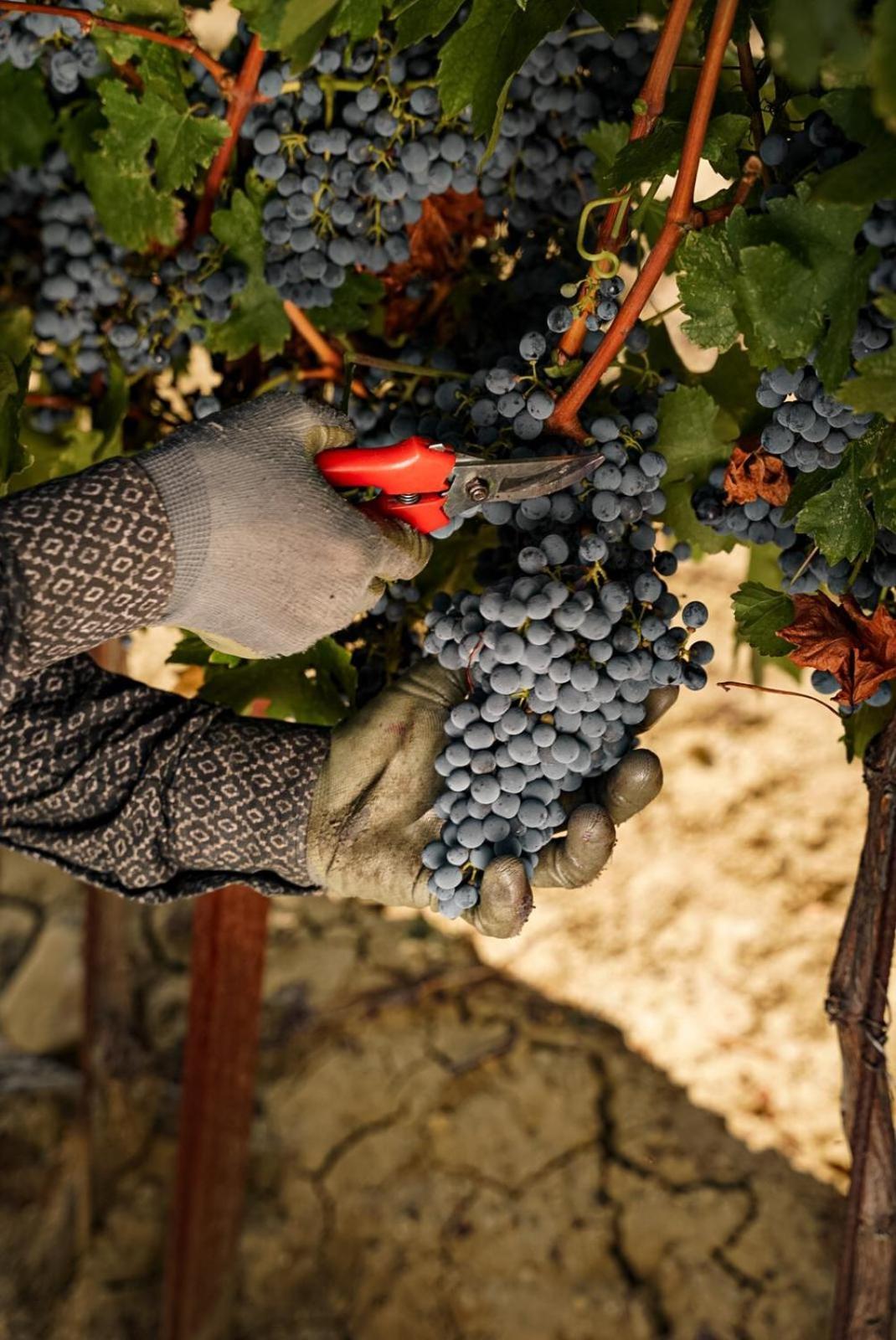 Wine Residence Cattunar Brtonigla Exterior foto