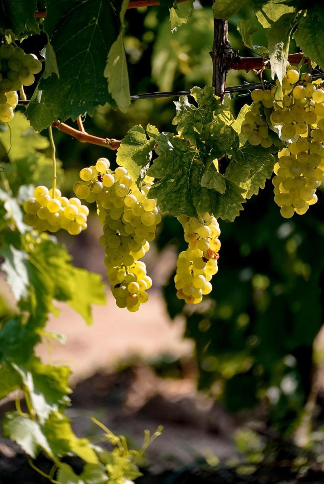 Wine Residence Cattunar Brtonigla Exterior foto