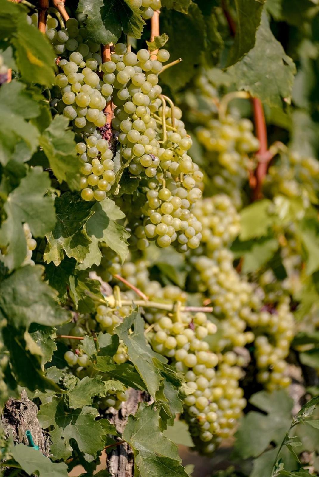 Wine Residence Cattunar Brtonigla Exterior foto